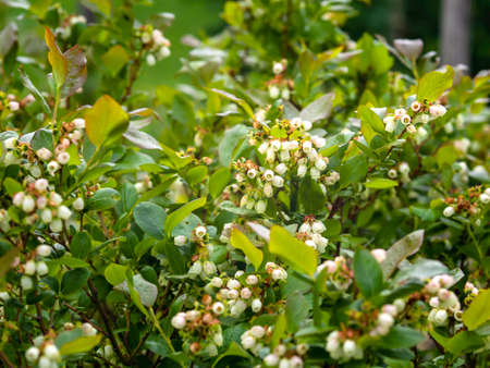 Northern highbush blueberry, high blueberry, Vaccinium corymbosum, North American berry shrub blooming, closeup with selective focus and copy spaceの写真素材