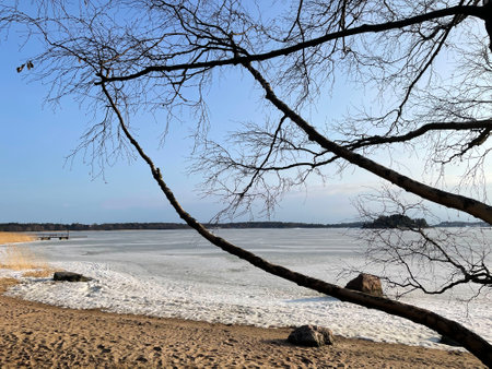 Sunny spring day on a seashore, the sandy beach is already visible but the see is covered by ice, bare tree is stretching its branchesの写真素材