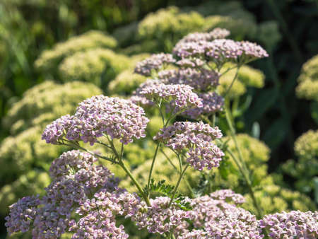 Dusty rose colored Common yarrow, Achillea millefolium, blooming in autumn in a sunny garden, closeup with selective focusの写真素材