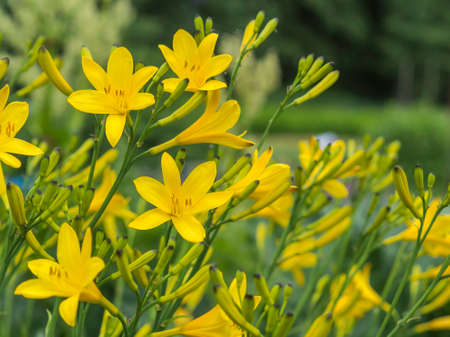 Yellow daylily, Hemerocallis lilioasphodelus, blooming in a summer garden, closeup with selective focus and copy spaceの写真素材