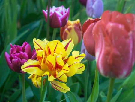 Yellow and red tulip growing at a flower bed with other colorful tulips, rainy day of spring, closeup with selective focusの写真素材