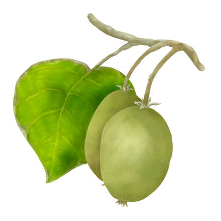 Kiwifruits ripening on a branch with a leaf, painted illustration isolated on a white backgroundの写真素材