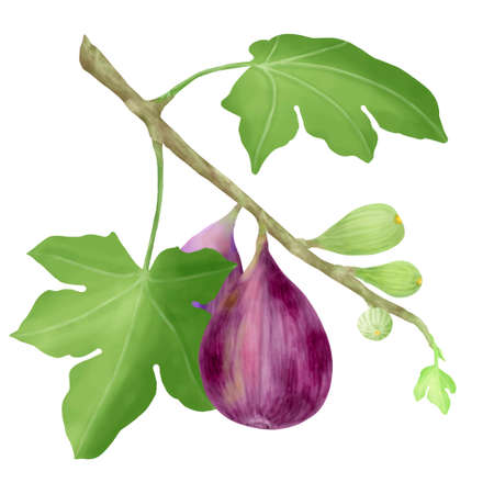 Ripe and raw figs on a branch with green leaves isolated on a white backgroundの写真素材