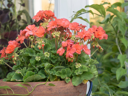 Blooming red geranium full of buds in a pot, closeup with selective focusの写真素材