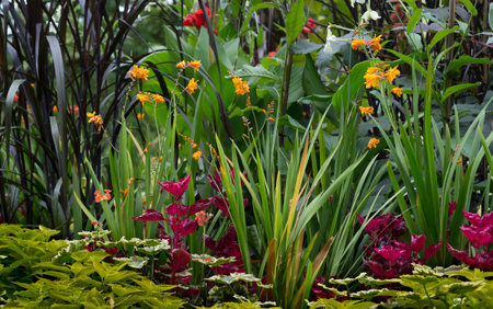 Orange Crocosmia flowers make colorful spots at a blueish green plant arrangement growing in a park in autumnの写真素材
