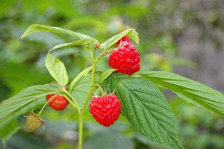 Berry a raspberry