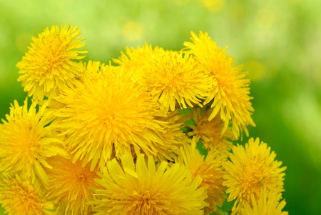 Bouquet of yellow dandelionsの写真素材