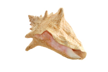 beautiful large seashell isolated on white backgroundの写真素材