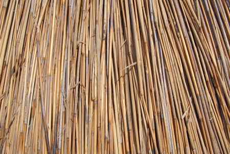 Cane dry background
