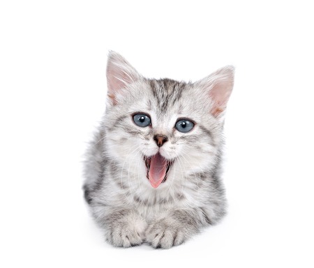 Small gray kitten isolated on white の写真素材