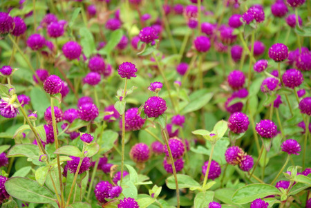 Gomphrena globosa. Background from pink flowers and greens