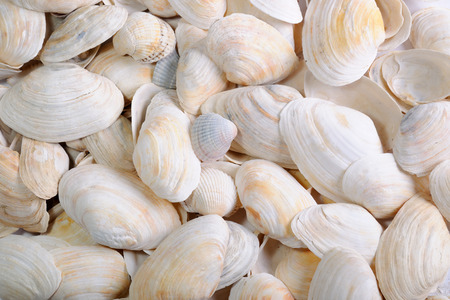 Background from scattered white and beige sea cockleshells.の写真素材