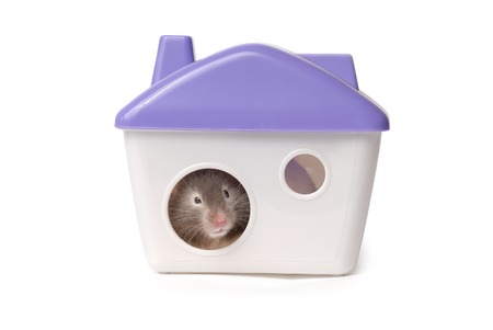 Hamster sits in the lodge. Isolated on the white backgroundの写真素材