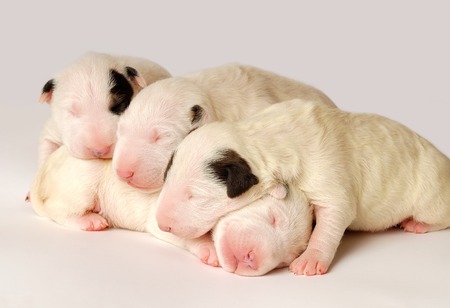 Bull Terrier puppies, 10 days old, lying in side over white backgroundの写真素材