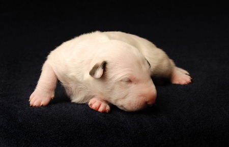 Bull Terrier puppy, 10 days old, lying over black backgroundの写真素材