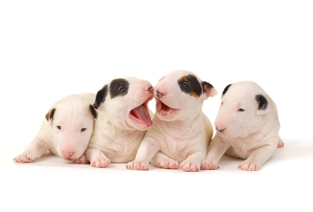 Four Bull Terrier puppies, playing over white backgroundの写真素材