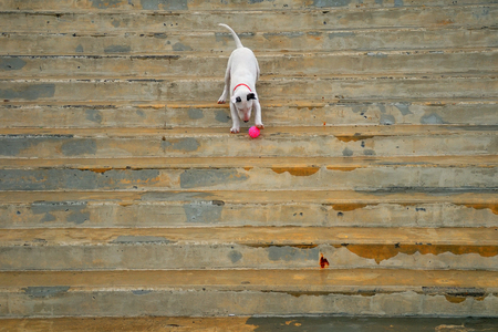 Bull terrier plays with a ball on the stairsの写真素材