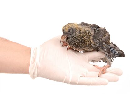 Baby bird of a pigeon in a hand. Isolated on a white backgroundの写真素材