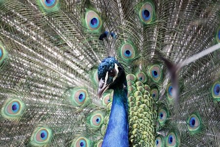 Peacockの写真素材