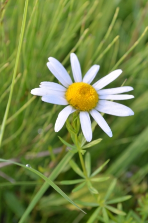 the camomileの写真素材