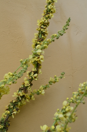 wall, field flower
