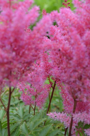 pink magnificent flower in a summer gardenの写真素材