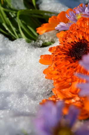 calendula in snowの写真素材