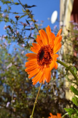 calendula against the blue skyの写真素材