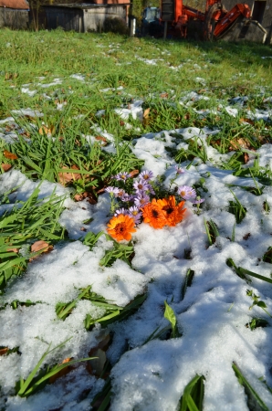 calendula and lilac flowers in snow on a green grassの写真素材