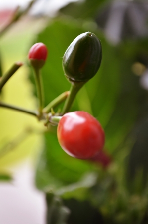 pepper sharp fruitsの写真素材