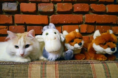 cat with toysの写真素材