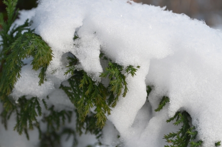 juniper winter snow