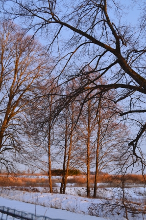 in winter woods at sunset in the villageの写真素材