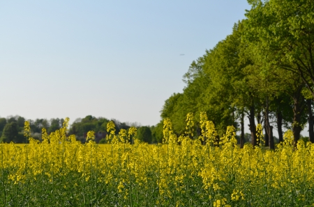 canola Fieldの写真素材