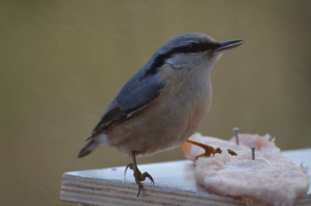 bird nuthatchの写真素材