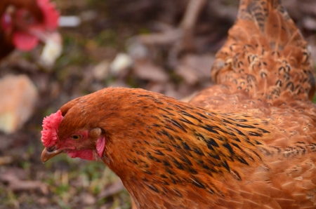 chickens