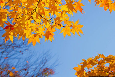 Orange Maple Leaf and Clear Sky Backgroundの写真素材