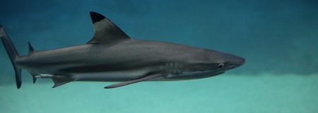 sharkの写真素材