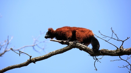 maki vari mococoの写真素材