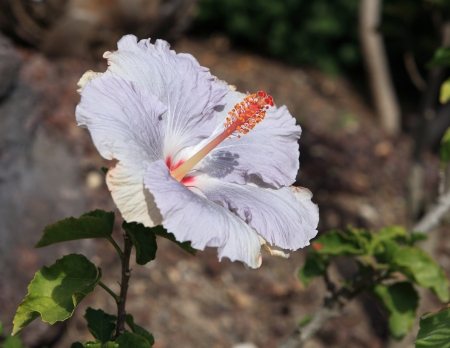 hibiscusの写真素材