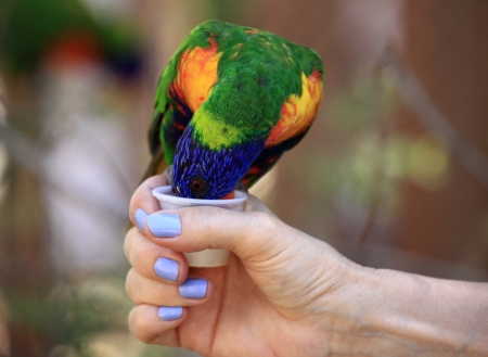 rainbow lorikeetの写真素材