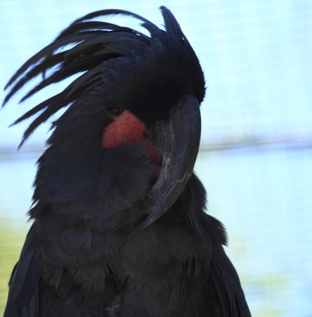 black cockatooの写真素材