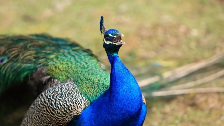 peacock
