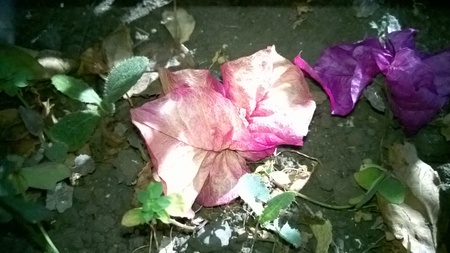 Flower in the groundの写真素材