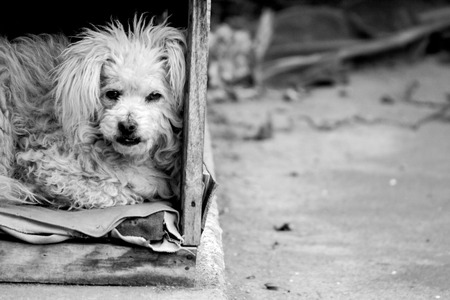 Street Dogの写真素材