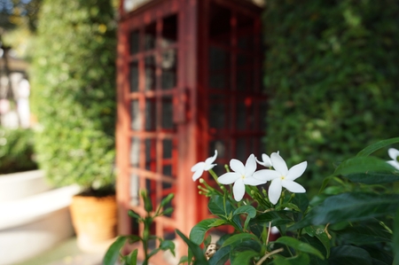 Gardenia Jasminoidesの写真素材