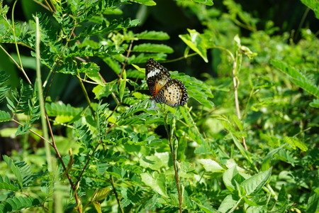 Butterflyの写真素材