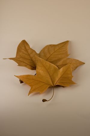 Some fallen Sweetgum tree leaves in the season of Fall/Autumn