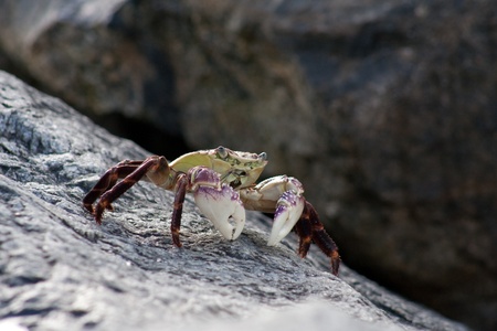 A Purple Rock Crab or Shore Crab, Latin name: Leptograpsus Variegatus.の写真素材