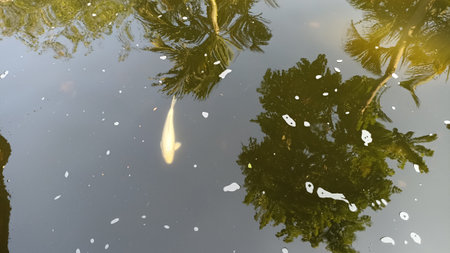 Koi fish swimming in the pond with reflection of palm trees.の写真素材